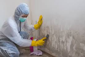 Why You Should Choose Our Mold Remediation Services in Dover Base Housing, DE